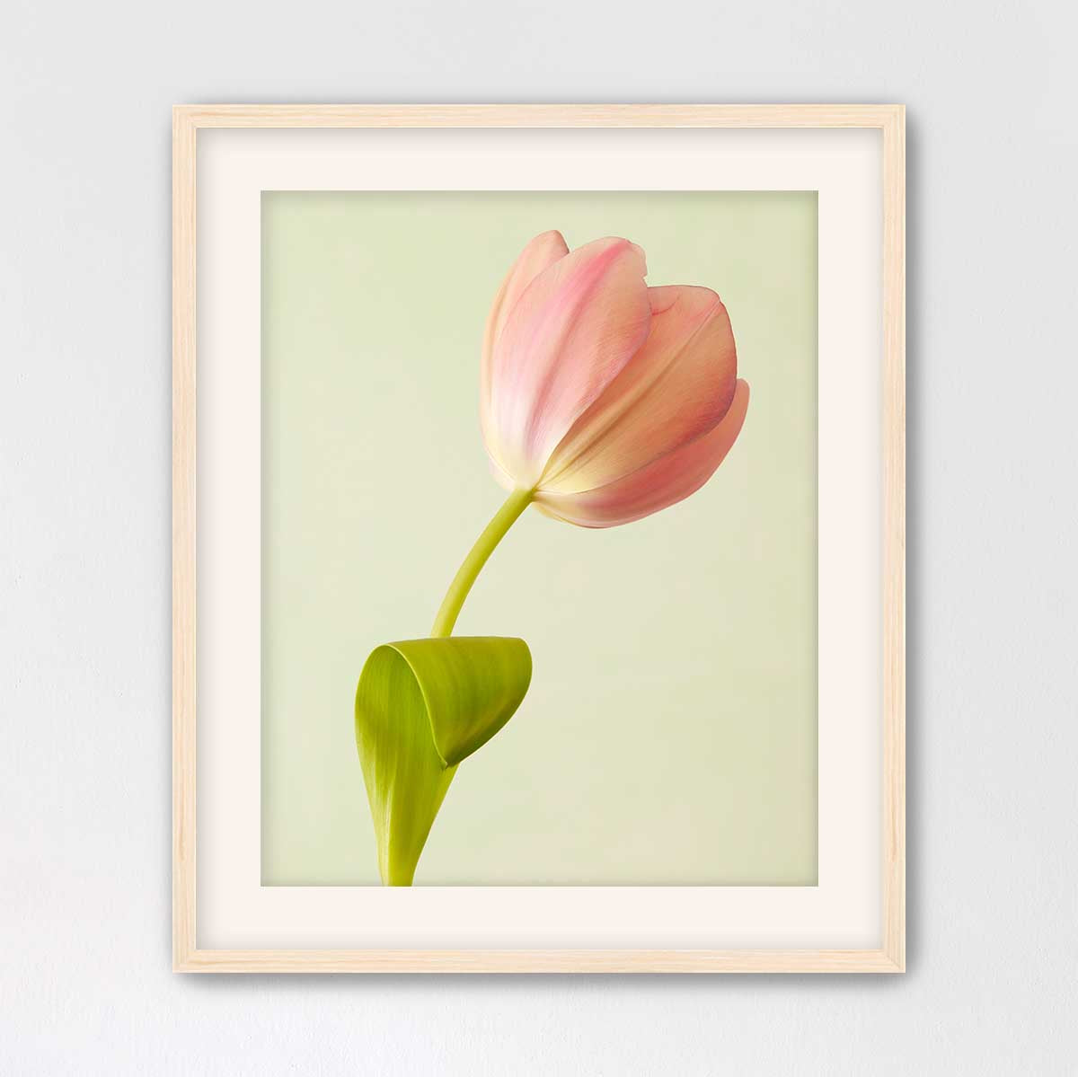 Petals Of Spring 3