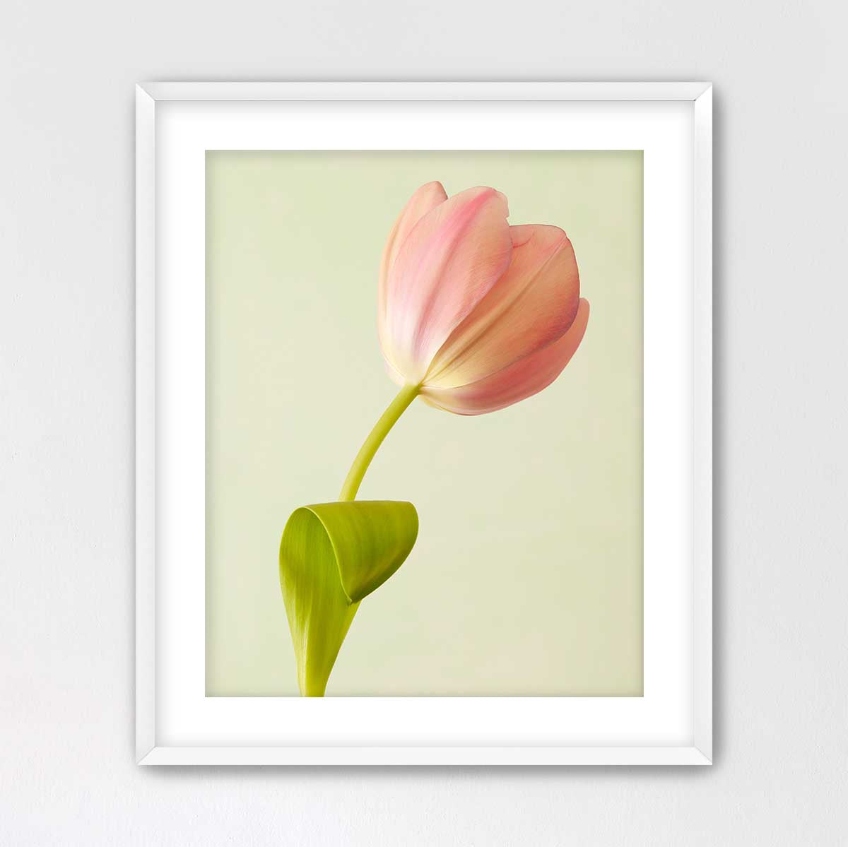 Petals Of Spring 3