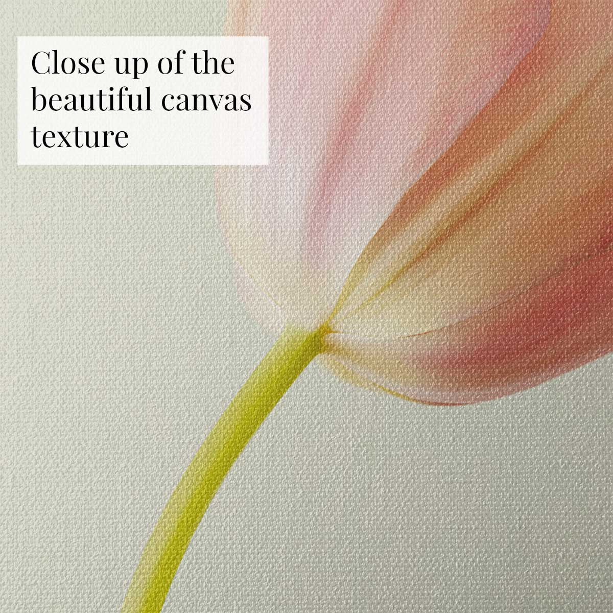 Petals Of Spring 3