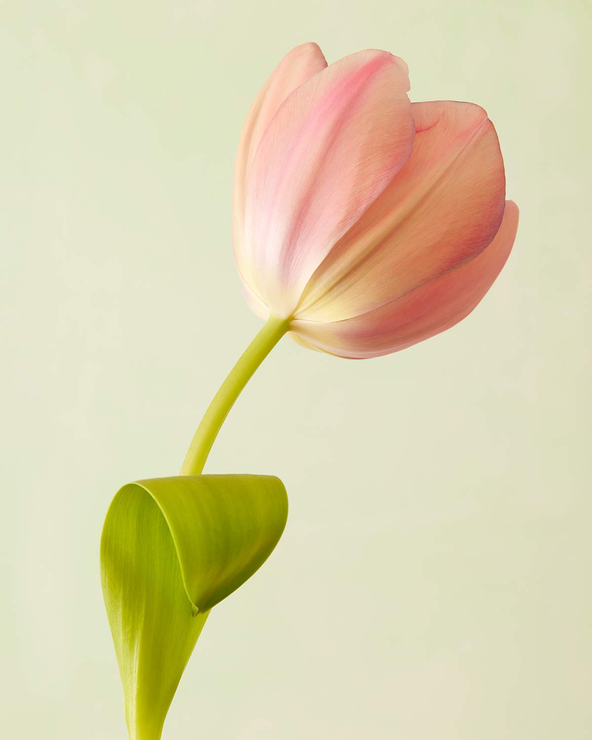 Petals Of Spring 3