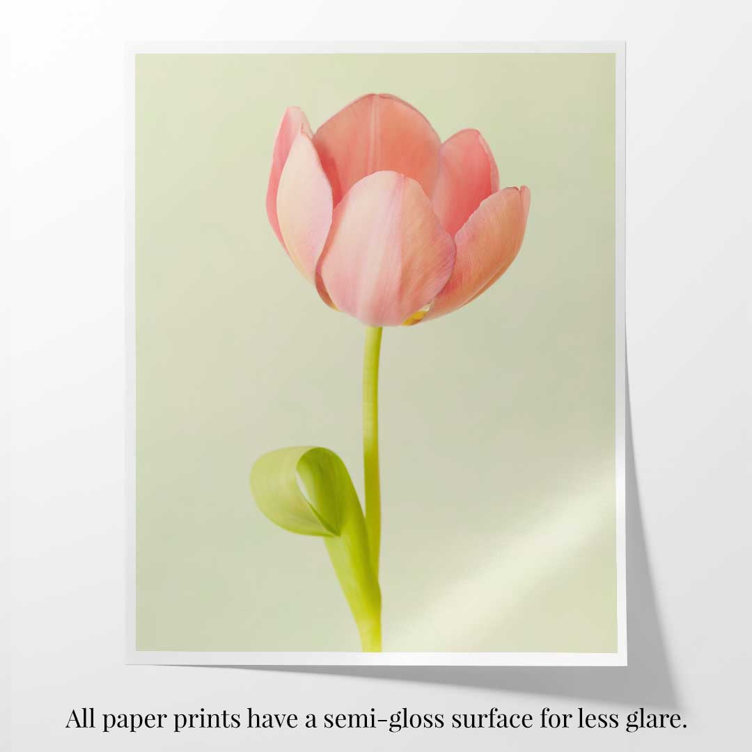 Petals Of Spring 4