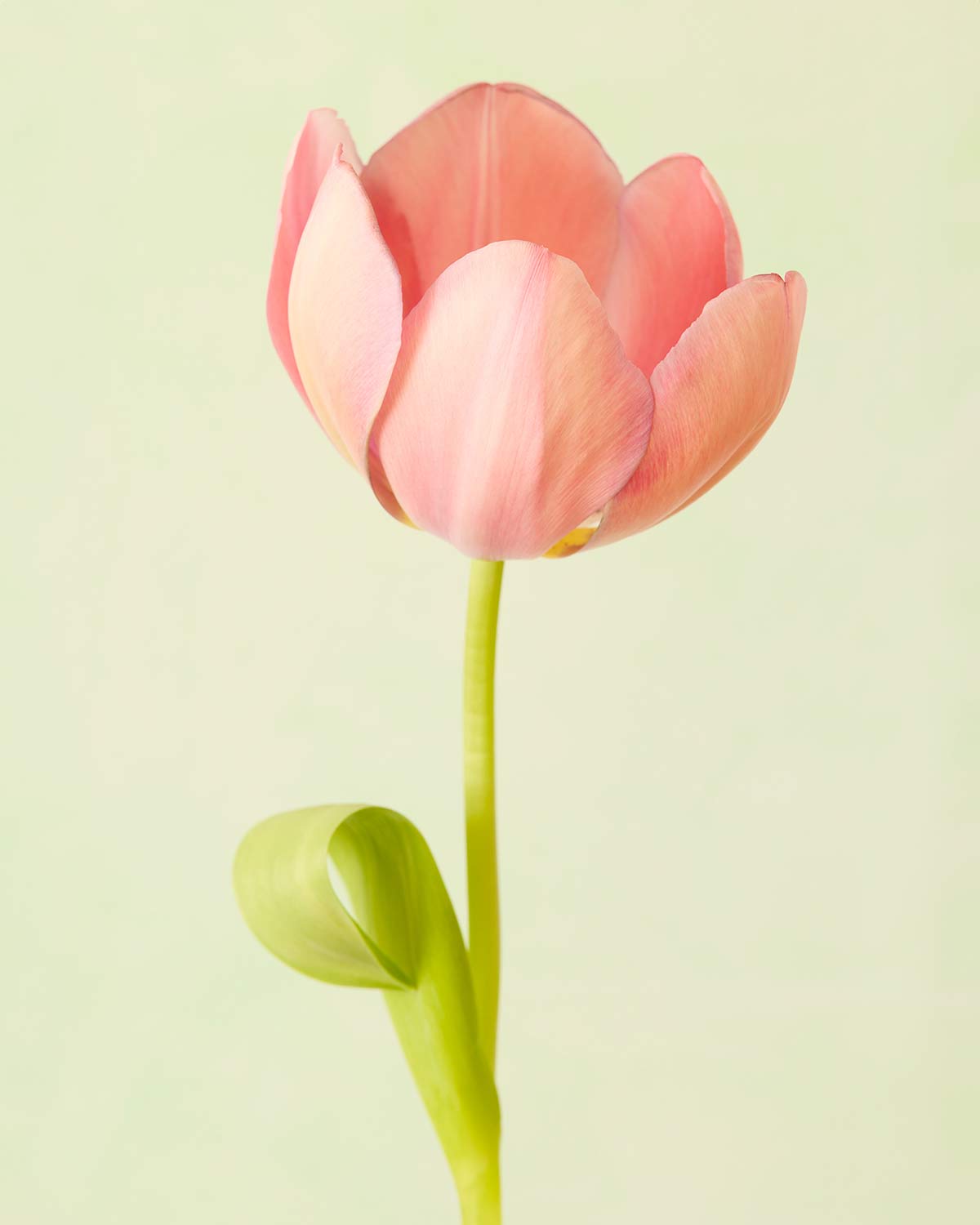 Petals Of Spring 4