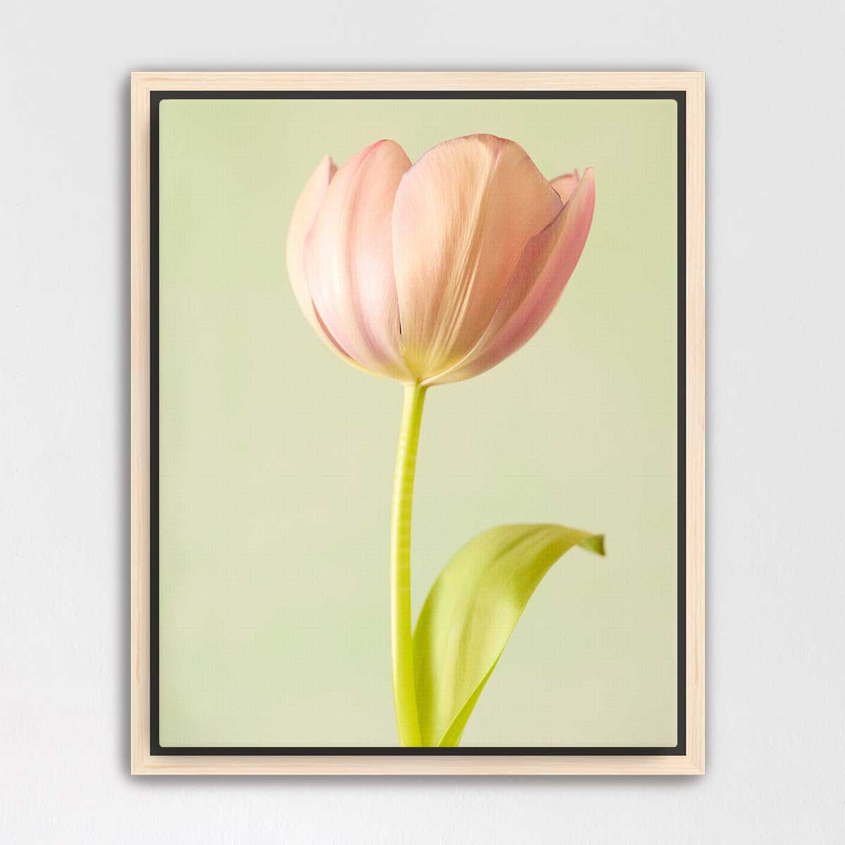 Petals Of Spring 5