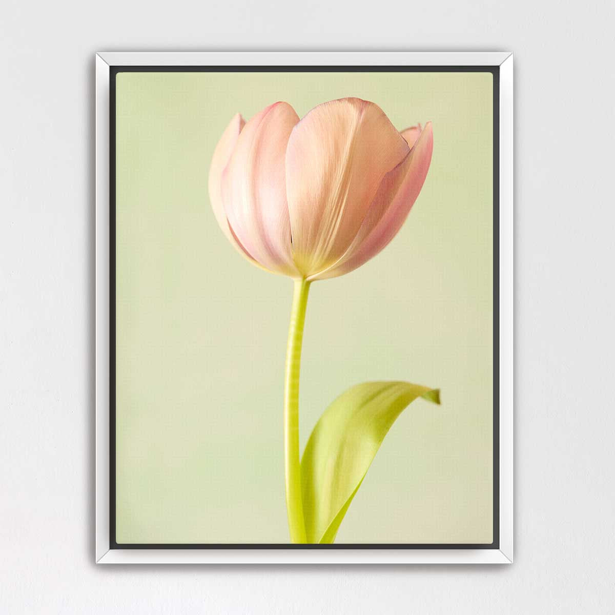 Petals Of Spring 5
