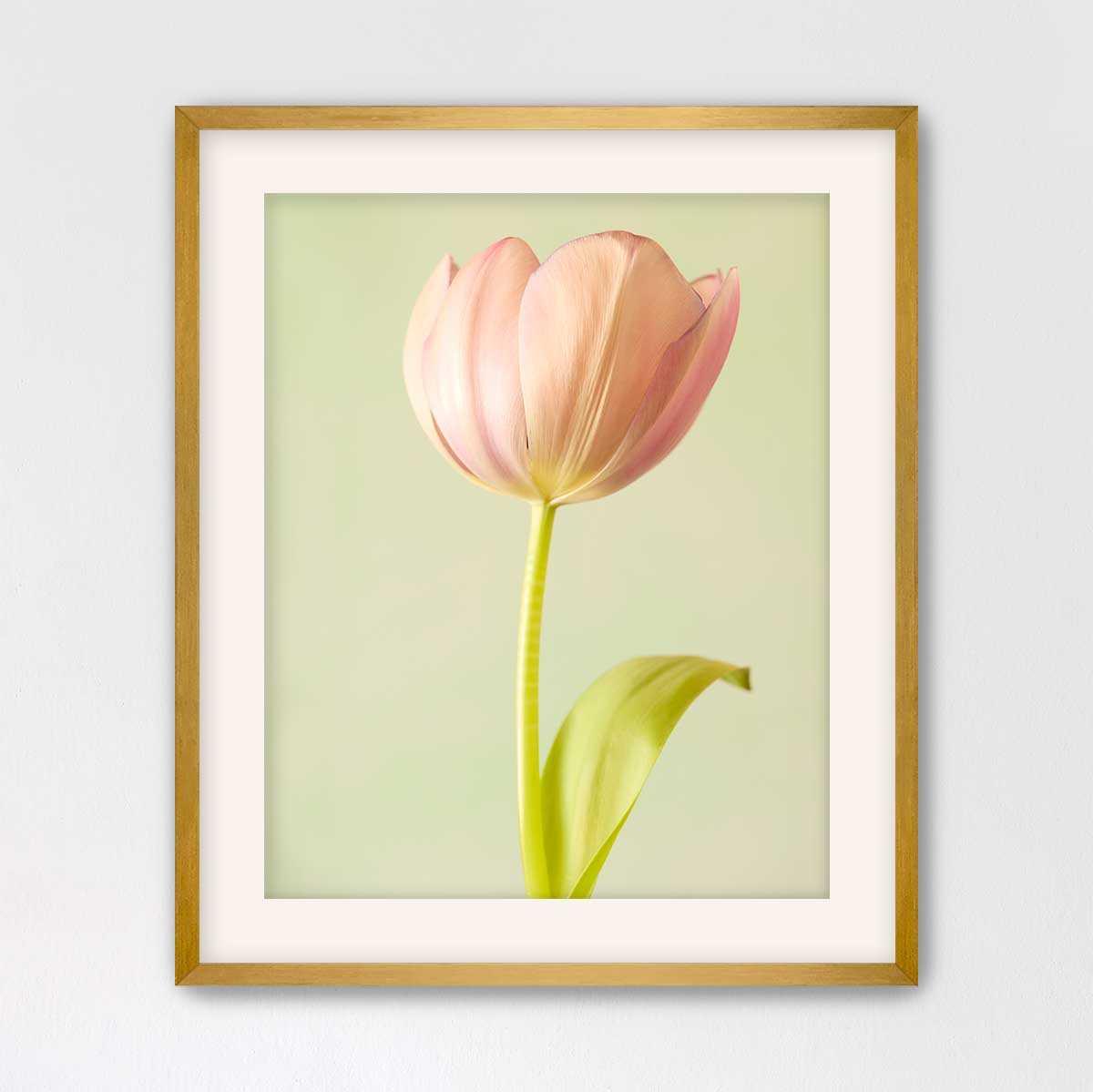 Petals Of Spring 5