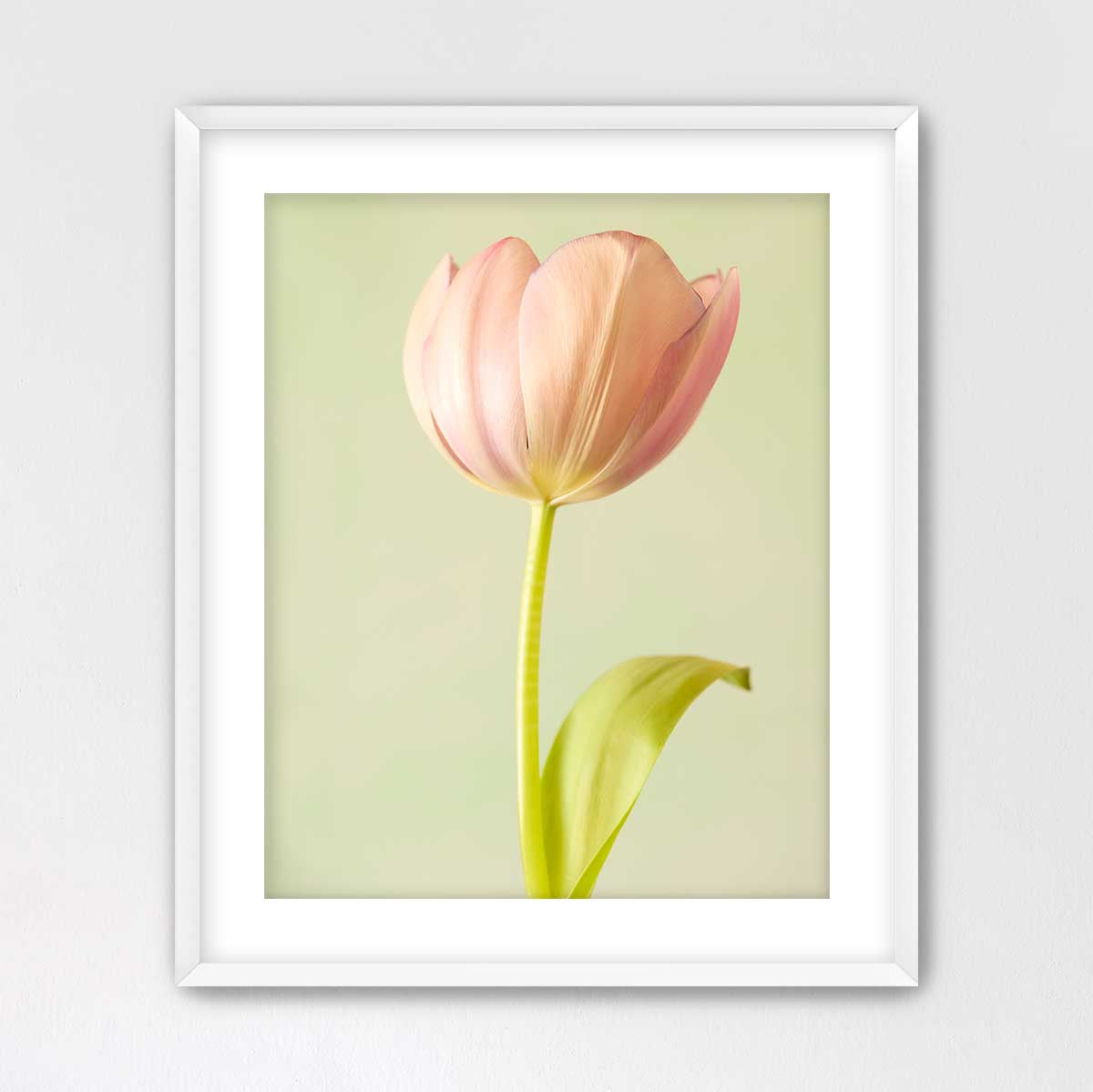 Petals Of Spring 5