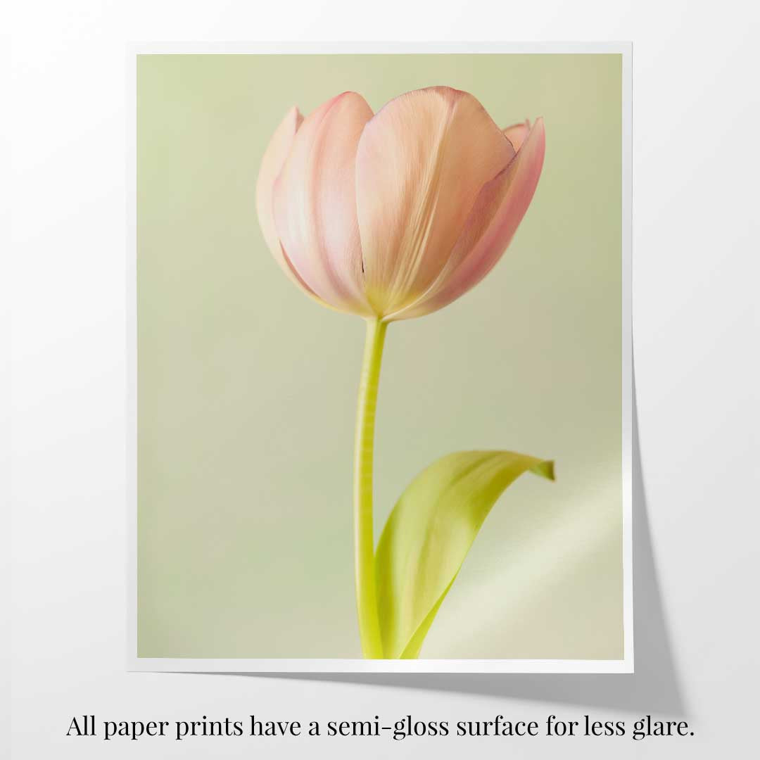 Petals Of Spring 5