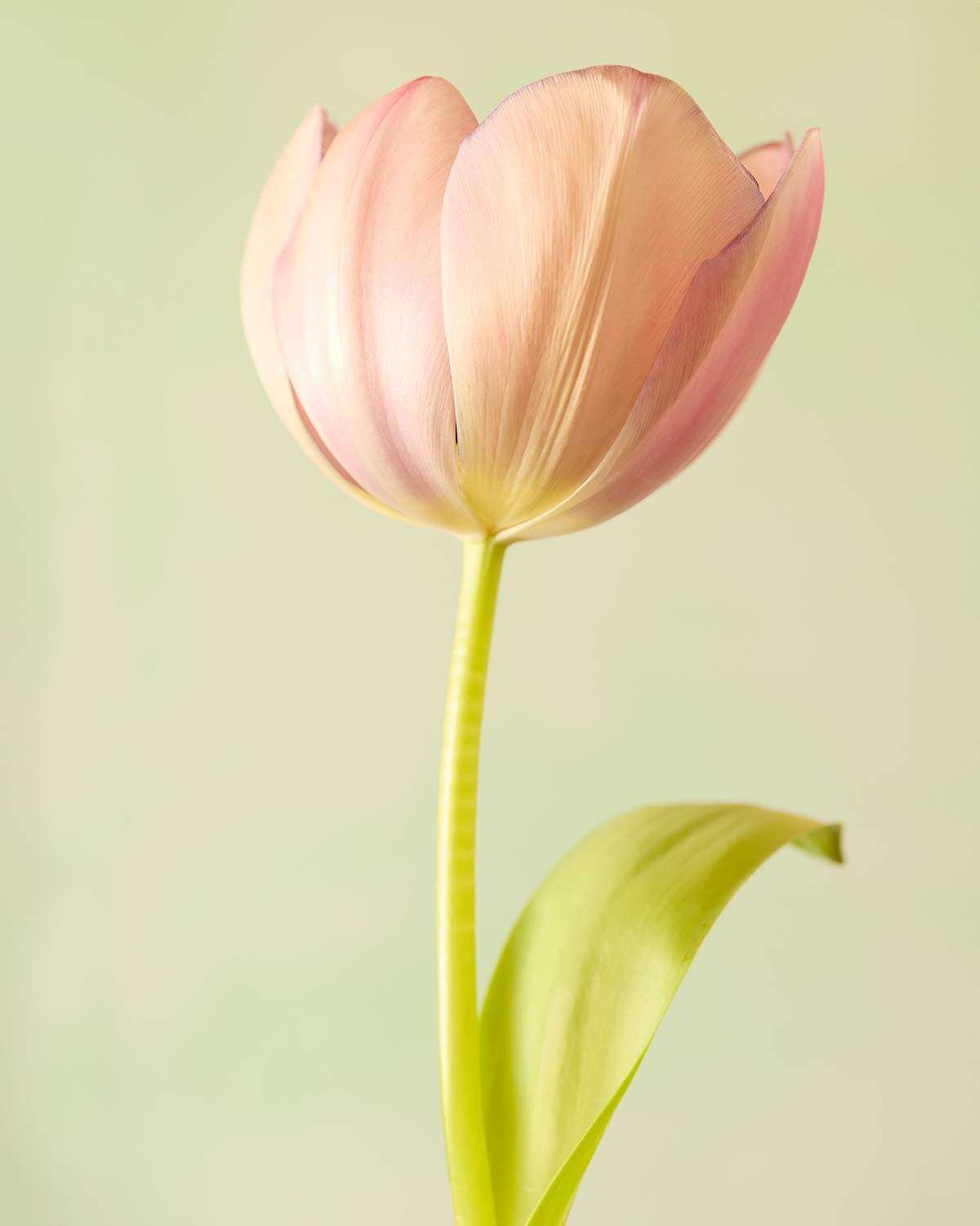 Petals Of Spring 5