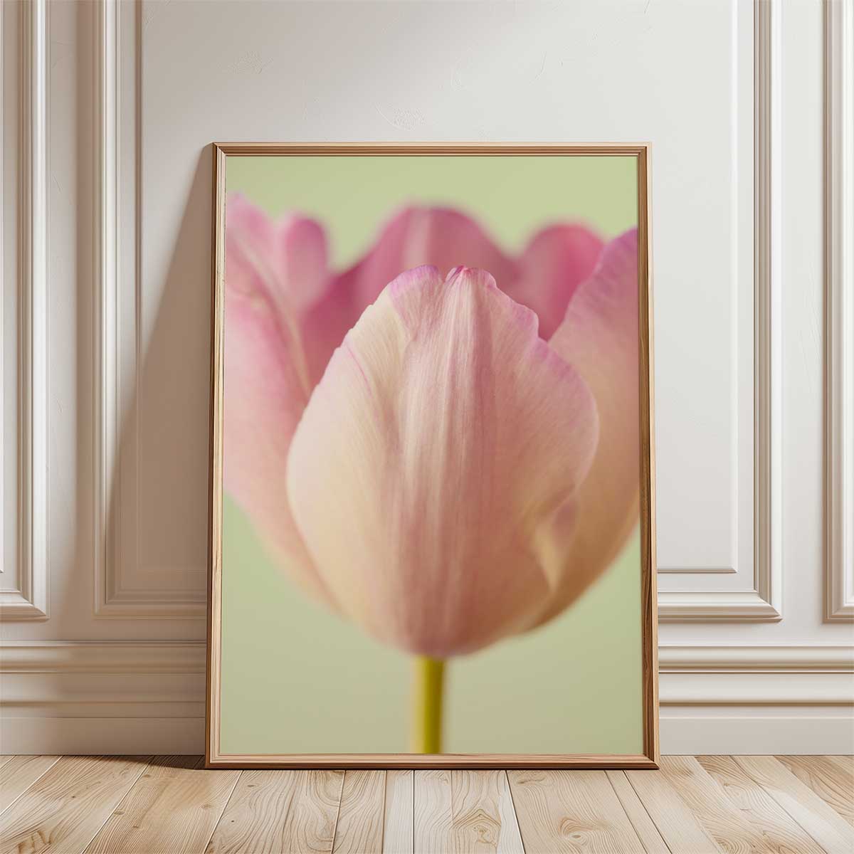 Petals Of Spring 6 Tulip Wall Art Canvas