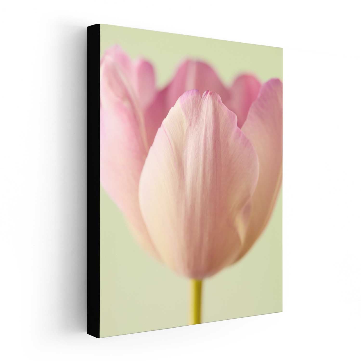 Petals Of Spring 6