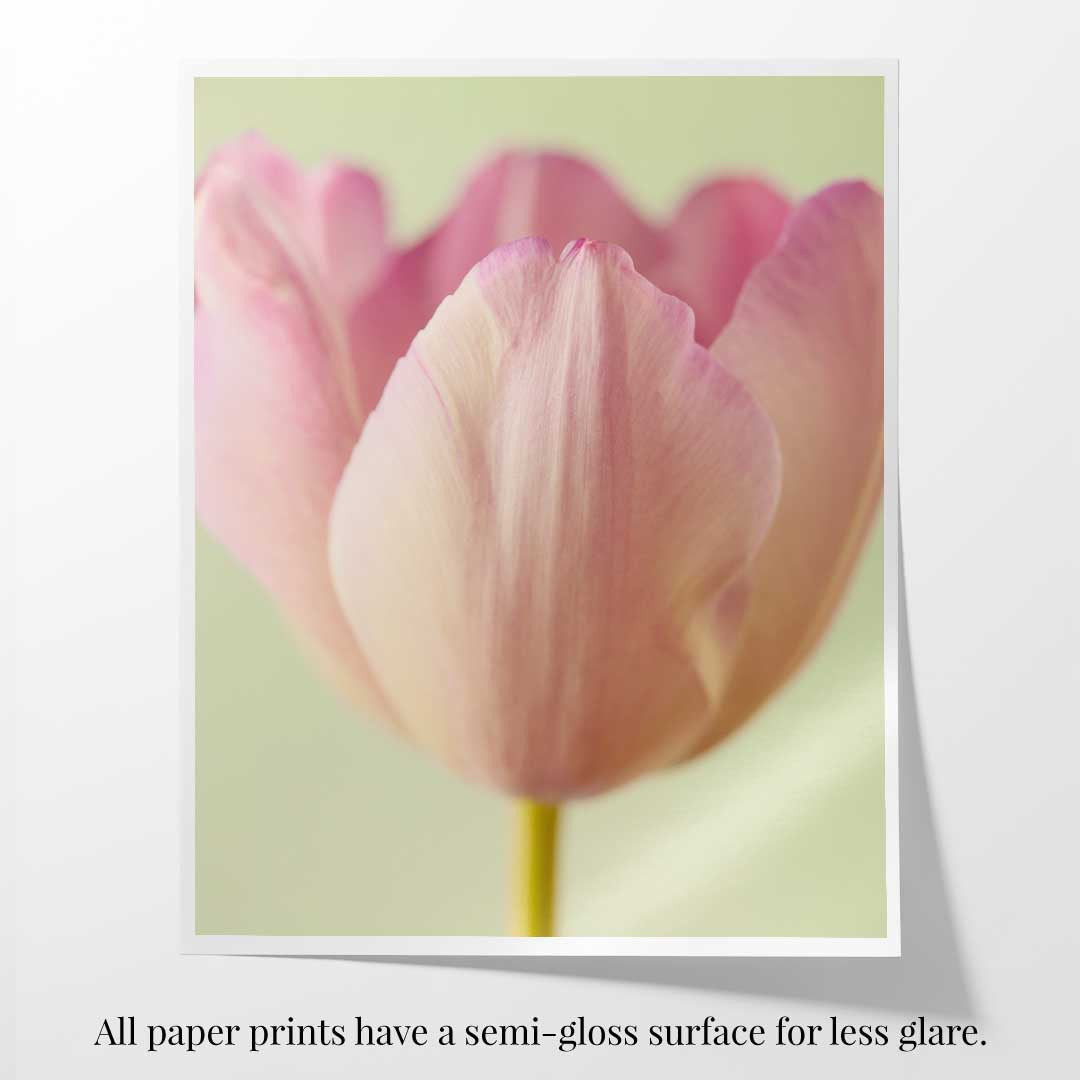 Petals Of Spring 6