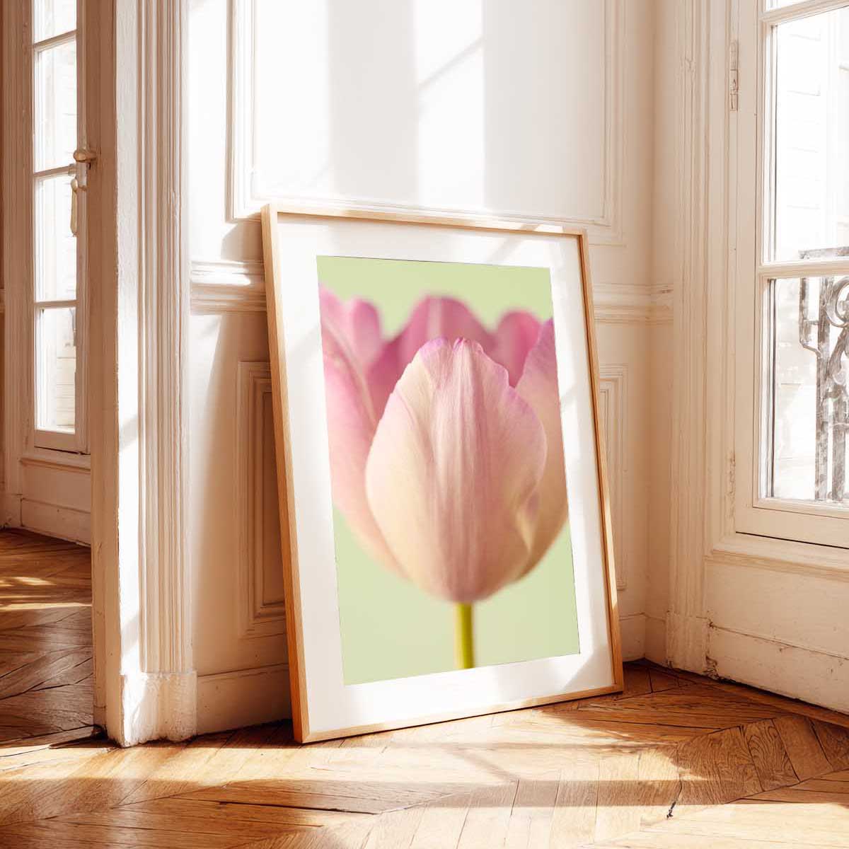 Petals Of Spring 6 Tulip Wall Art Print