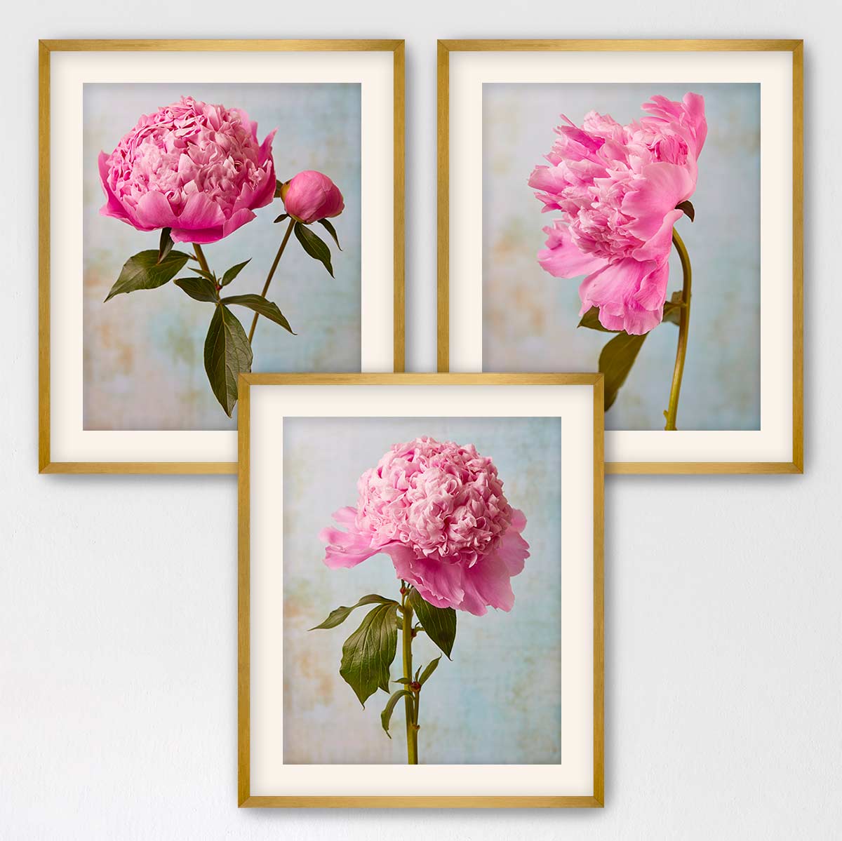 three framed pictures of pink peonies, each with a different arrangement of the flowers.