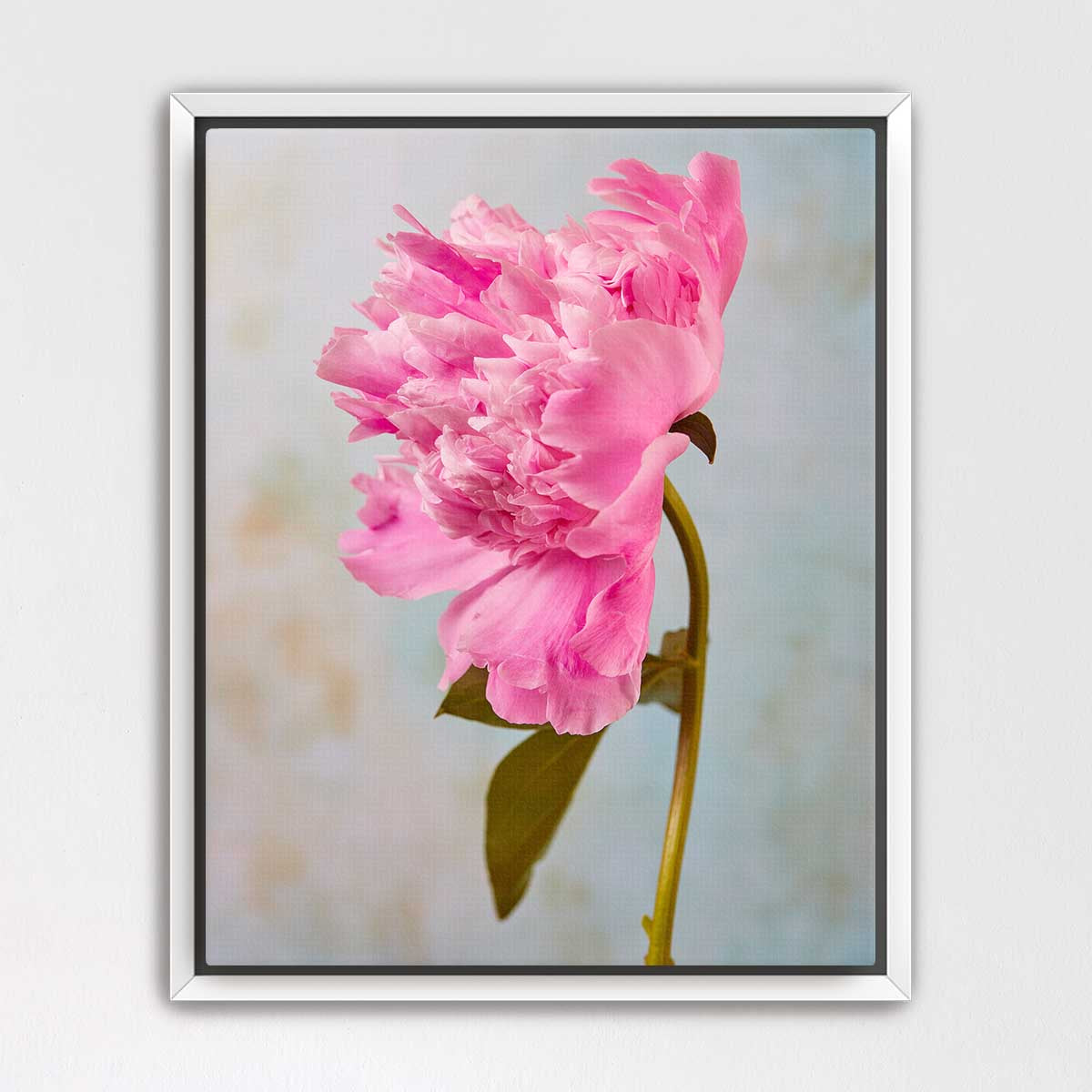 A single, vibrant pink peony flower in full bloom, with its delicate petals and green stem prominently featured against a soft, blurred background.