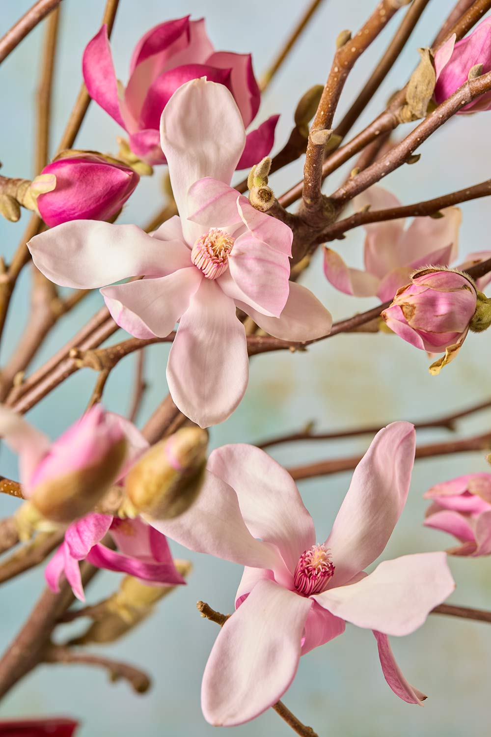 Magnolia Duet