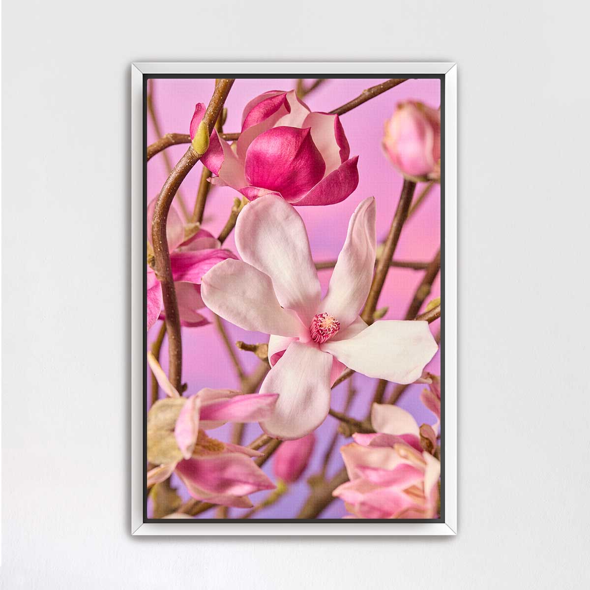 Magnolia Muse