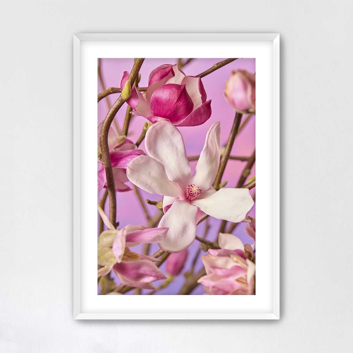 Magnolia Muse