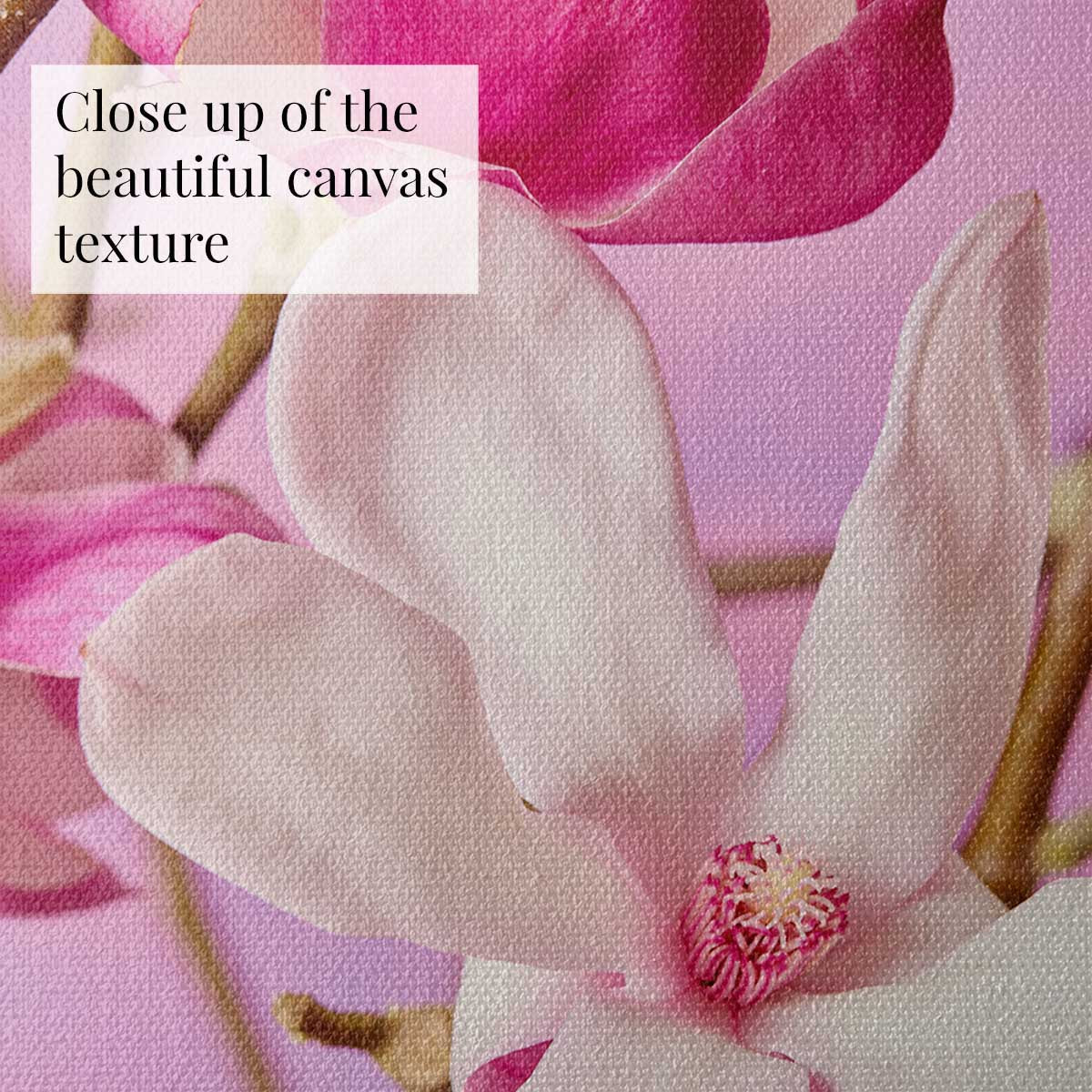 Magnolia Muse