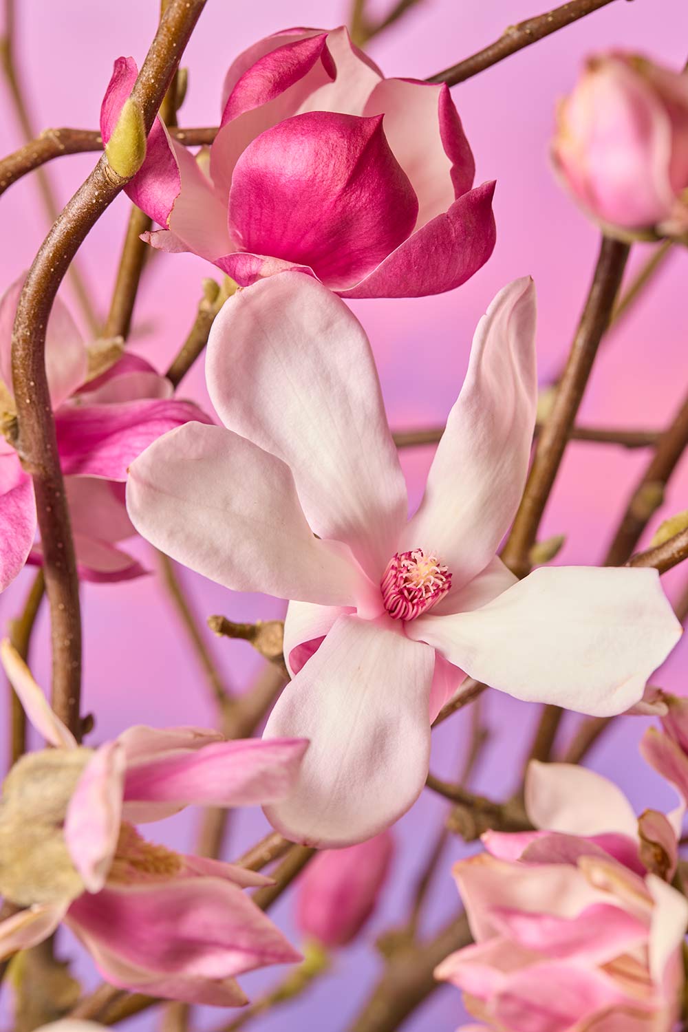 Magnolia Muse