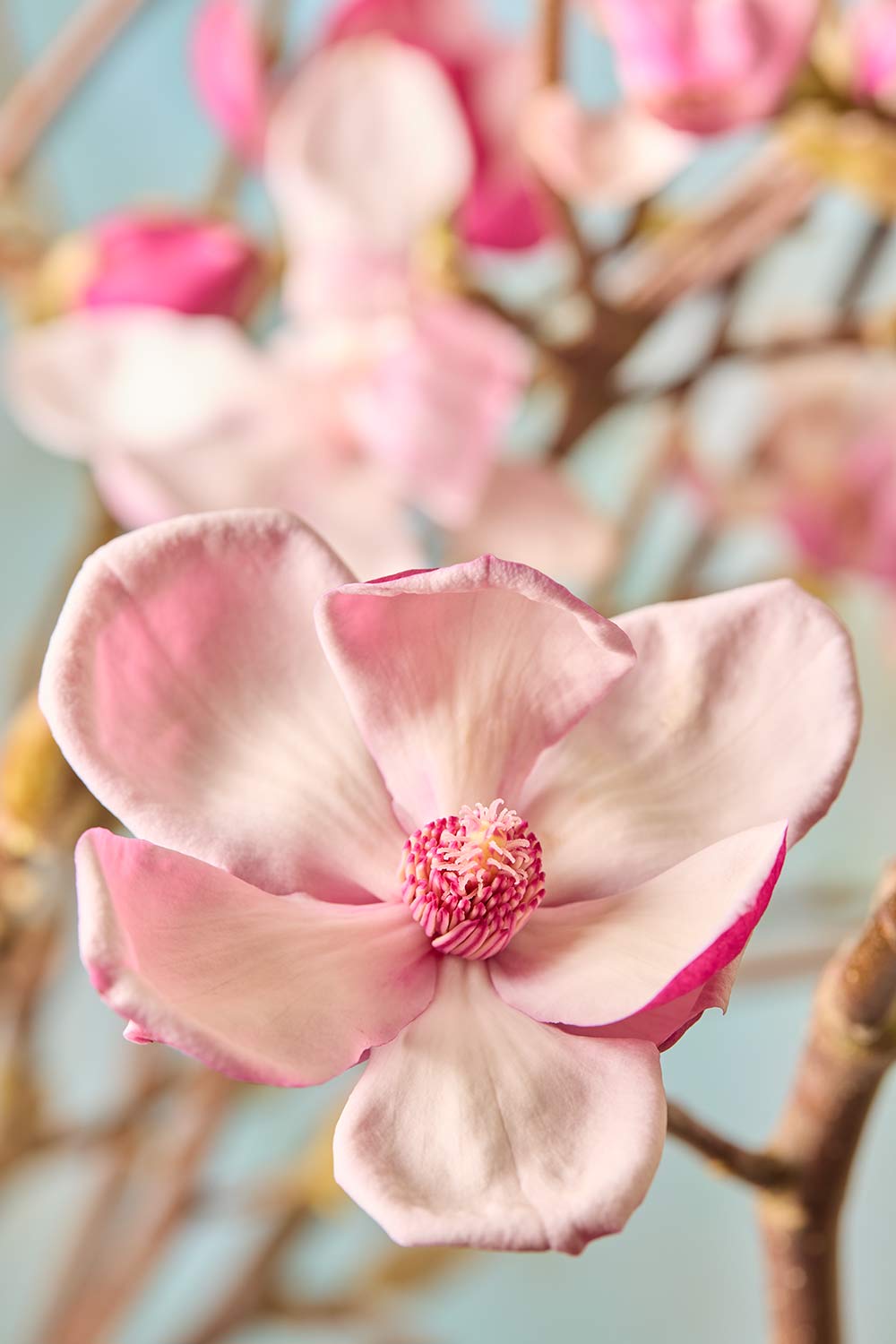 Gentle Radiance