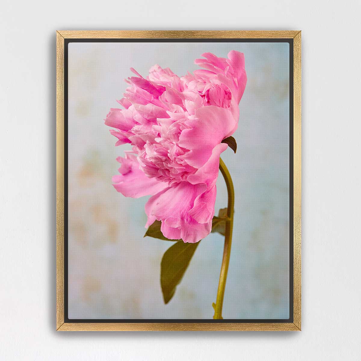 A close-up of a vibrant pink peony flower in full bloom, with its delicate petals and green leaves prominently featured against a soft, blurred background.
