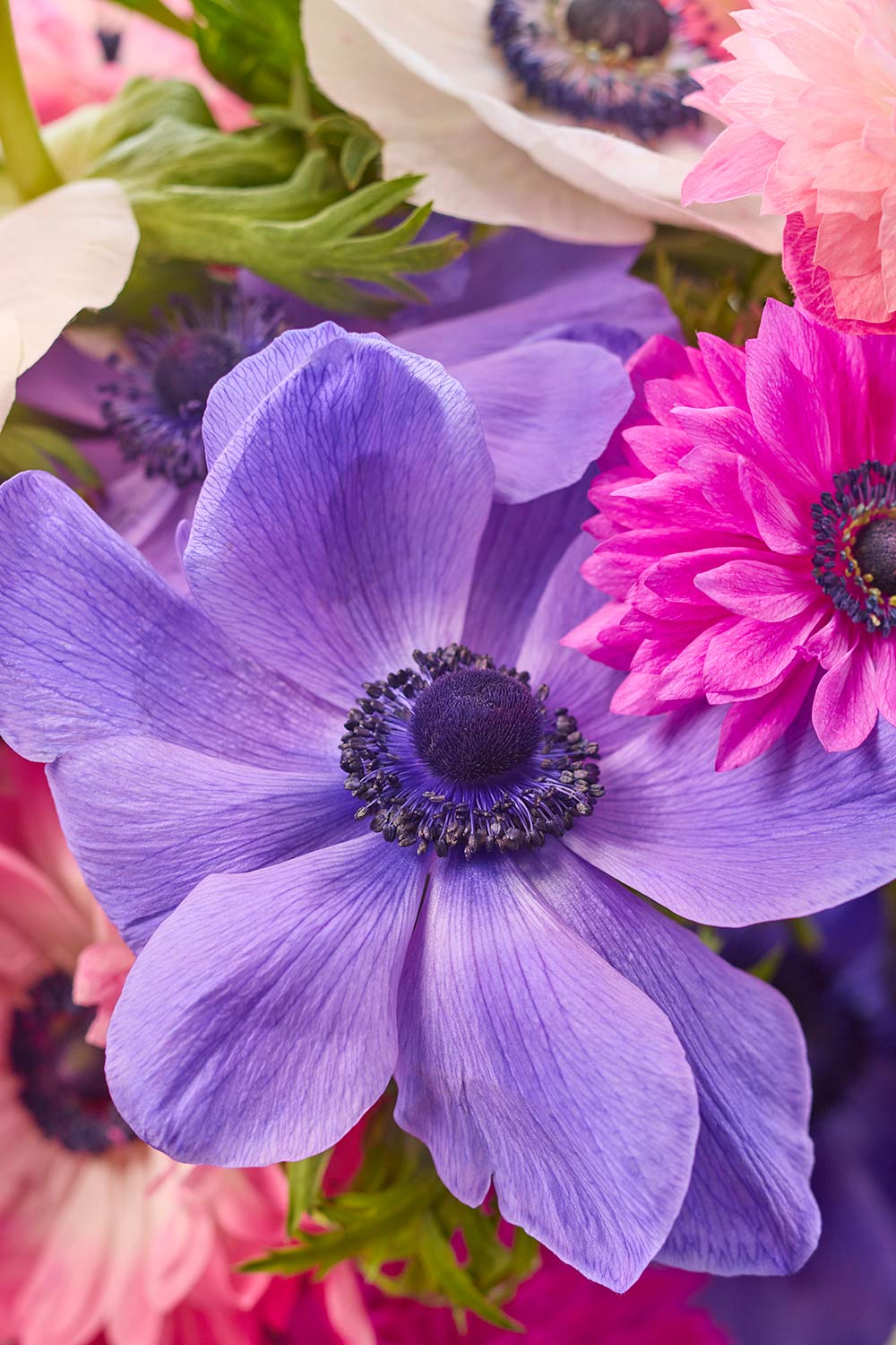 Blooming Companions