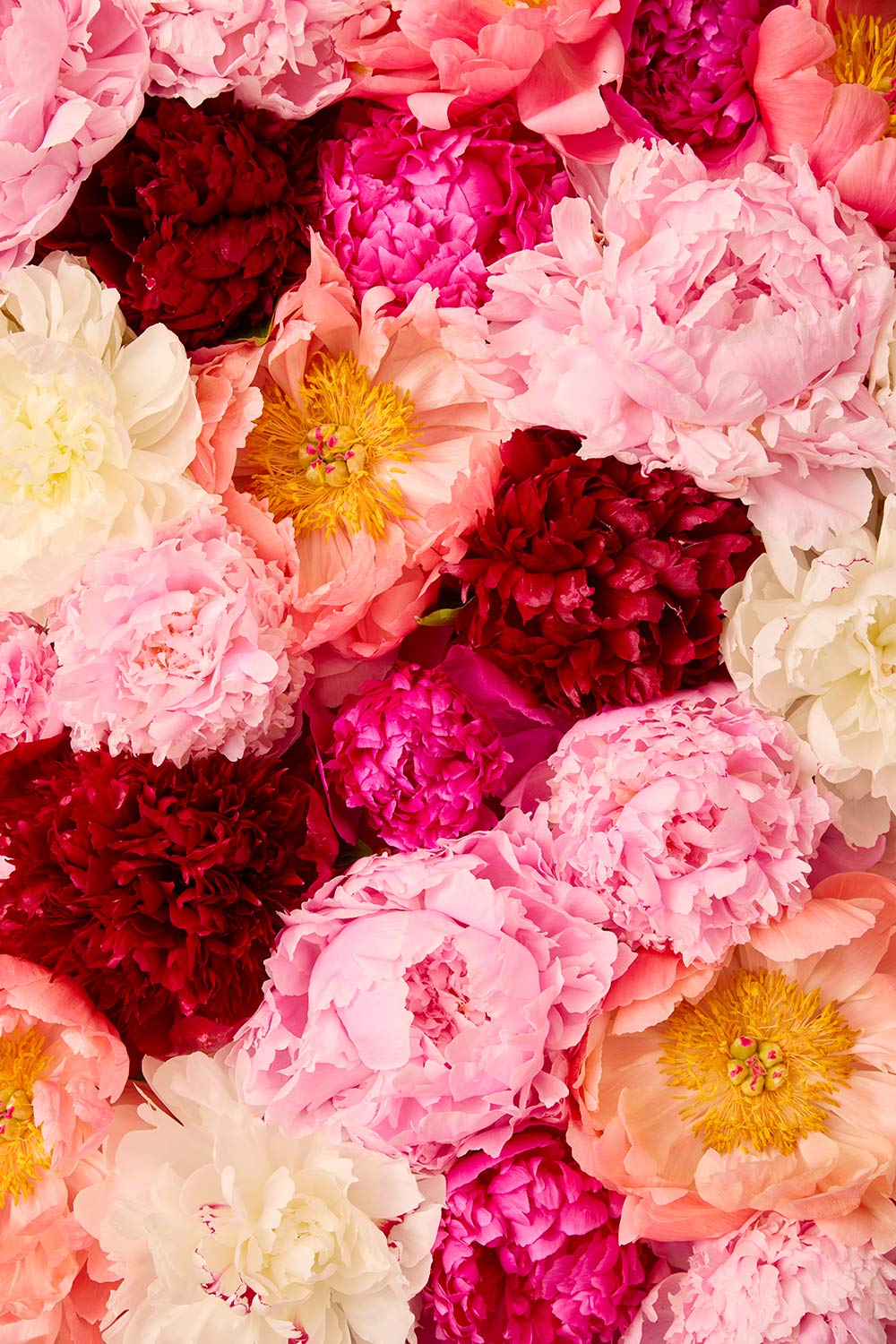 Peony Rhapsody