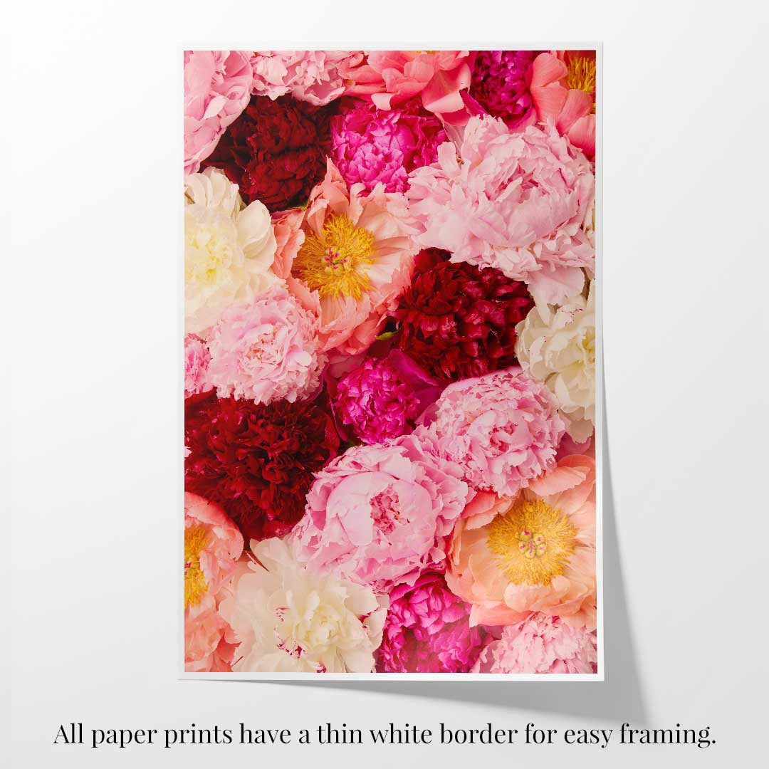 Peony Rhapsody