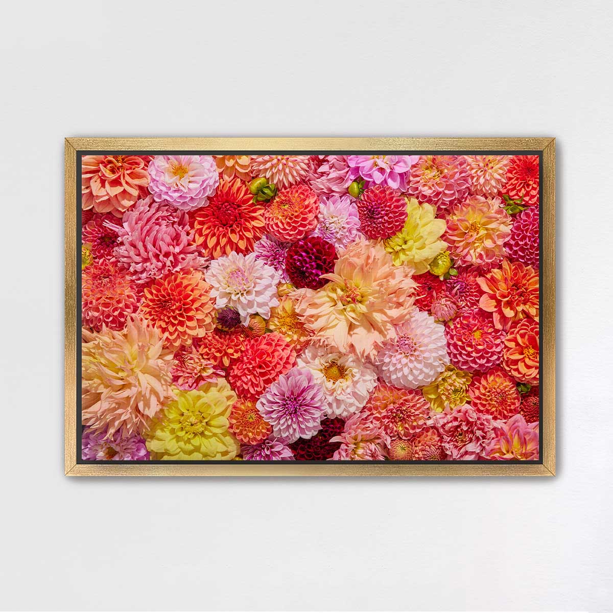 Blooming Radiance - Horizontal