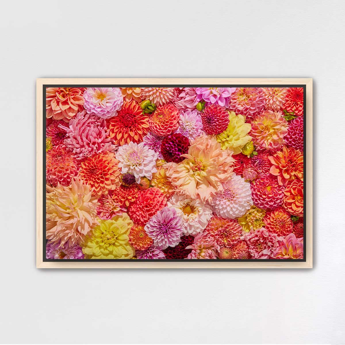 Blooming Radiance - Horizontal