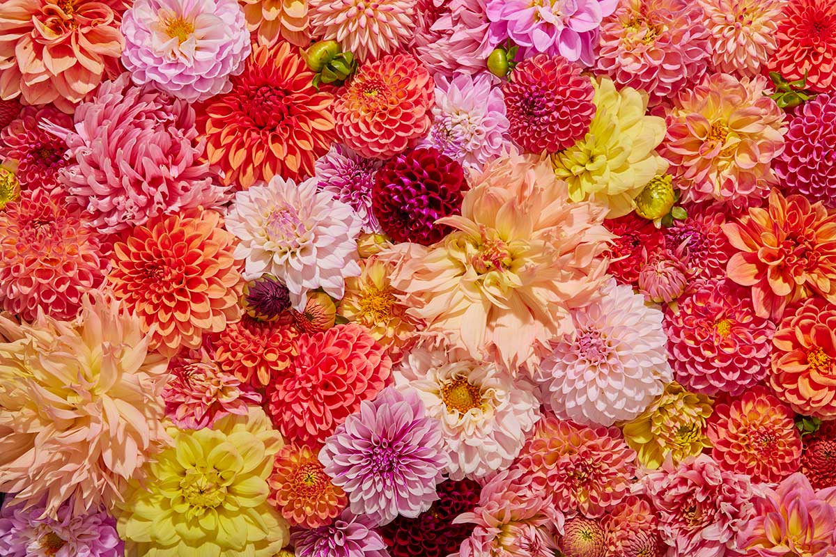 Blooming Radiance - Horizontal