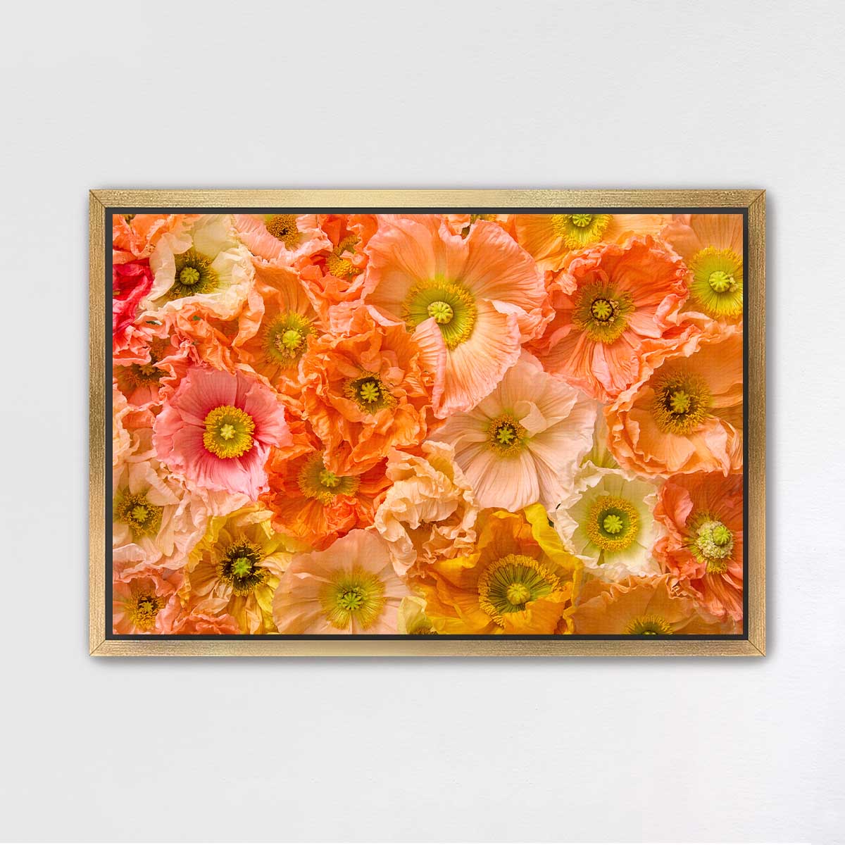 Petals of Light Horizontal Poppy Wall Art Canvas with overlapping blooms and petal veins texture, wall art