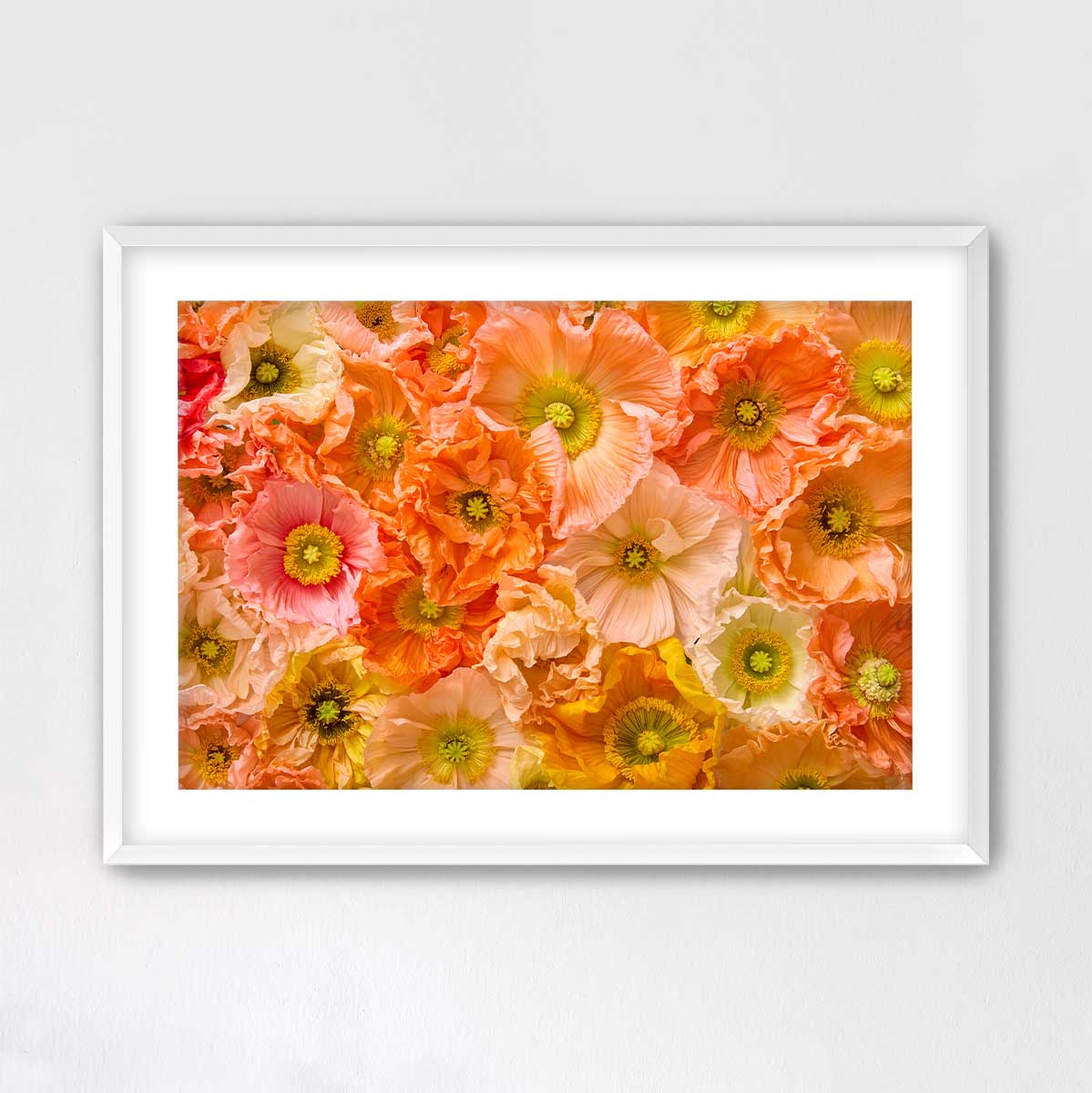 Petals of Light Horizontal Poppy Wall Art Print with gold accents, fine art paper texture and delicate veins
