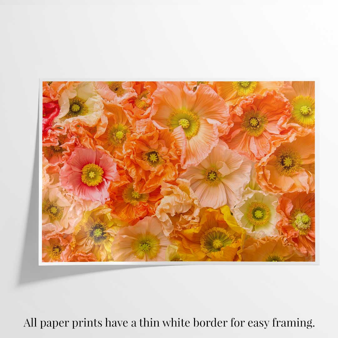 Petals of Light Horizontal Poppy Wall Art Print with warm orange and pink flowers, thin petal texture