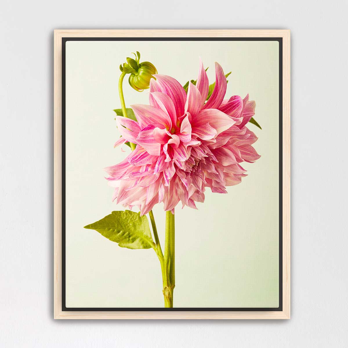A framed photograph of a large, vibrant pink dahlia flower with a green stem and leaves.