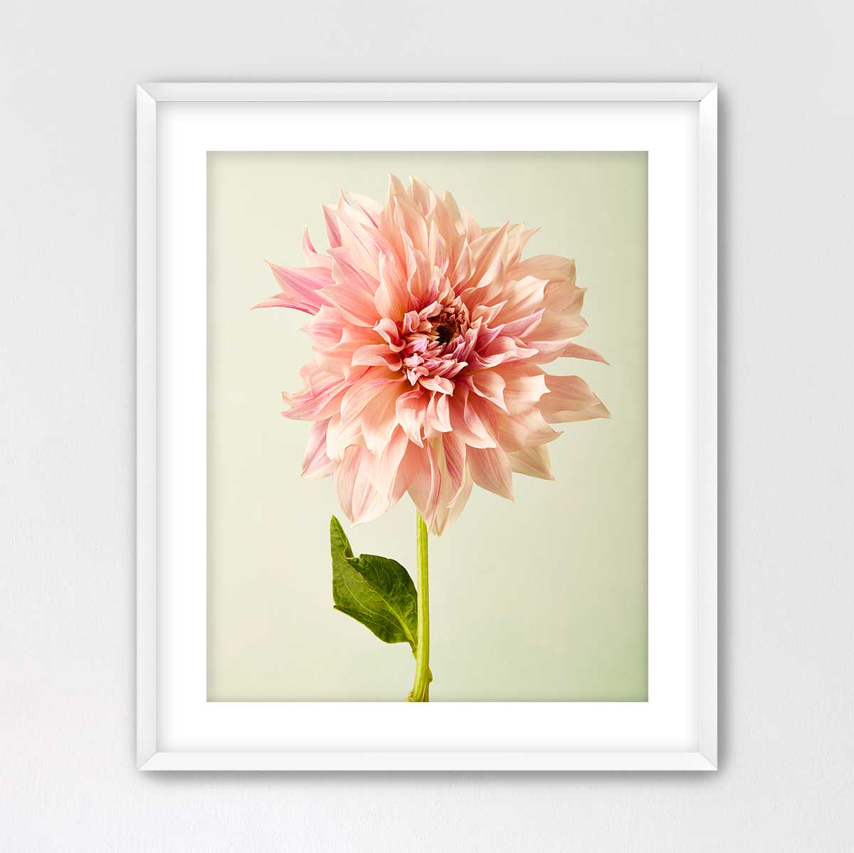 A framed photograph of a single, vibrant pink dahlia flower in full bloom, with its petals spread wide open and a green stem visible.