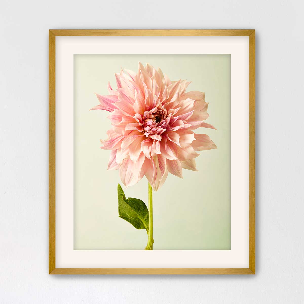 A framed photograph of a single, large pink dahlia flower with a green stem and leaf.