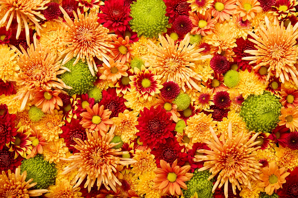 Autumn's Embrace - Horizontal