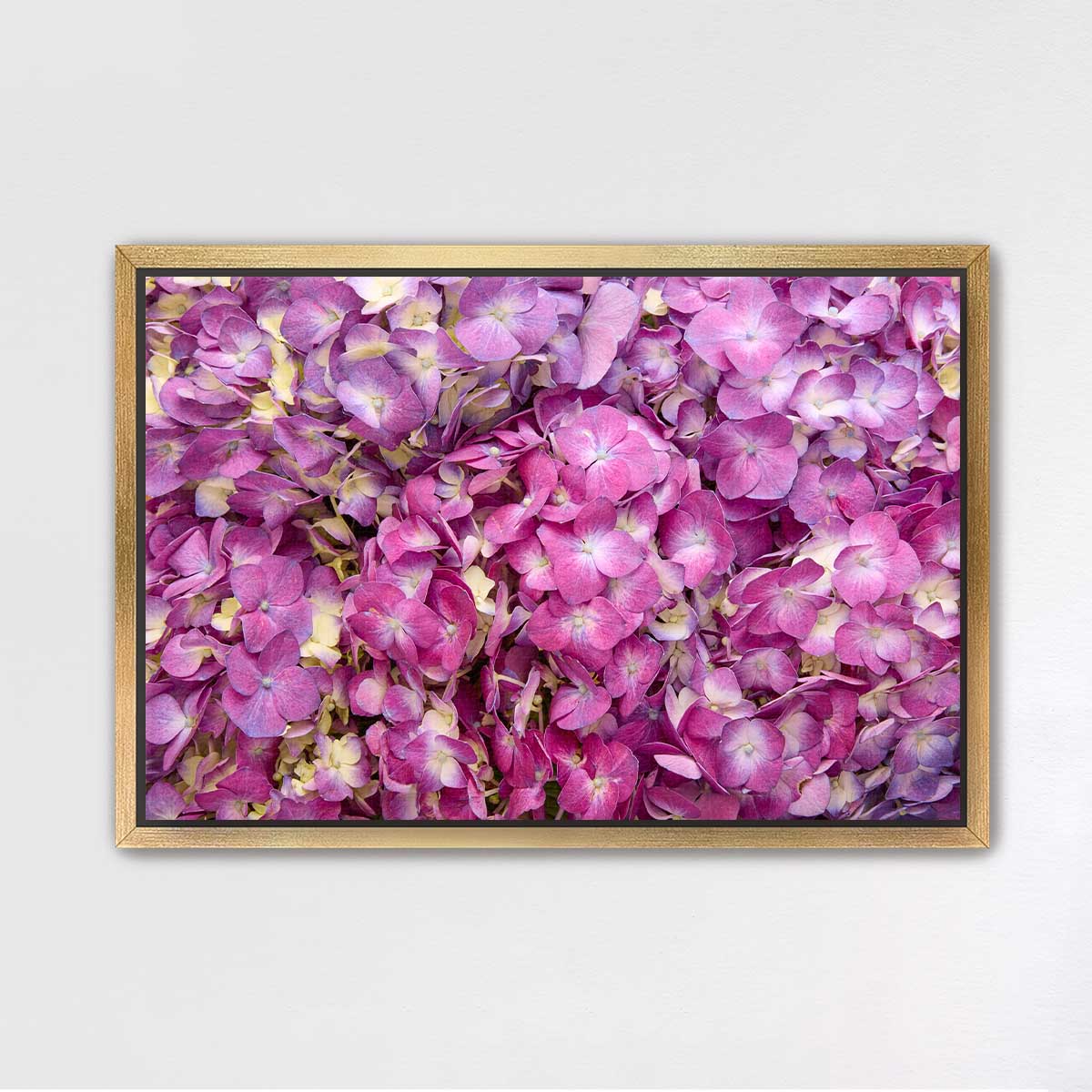 Purple Radiance - Horizontal