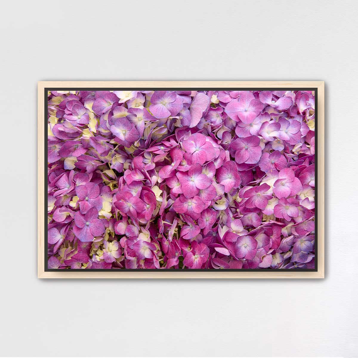 Purple Radiance - Horizontal