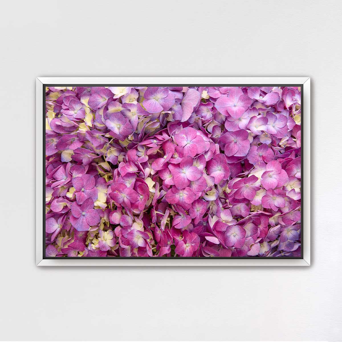 Purple Radiance - Horizontal