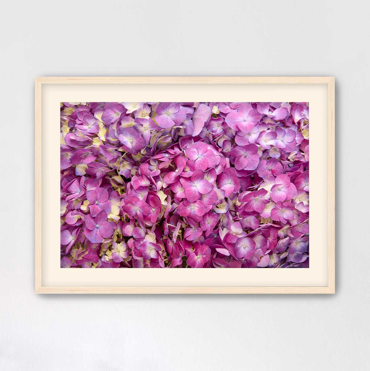 Purple Radiance - Horizontal