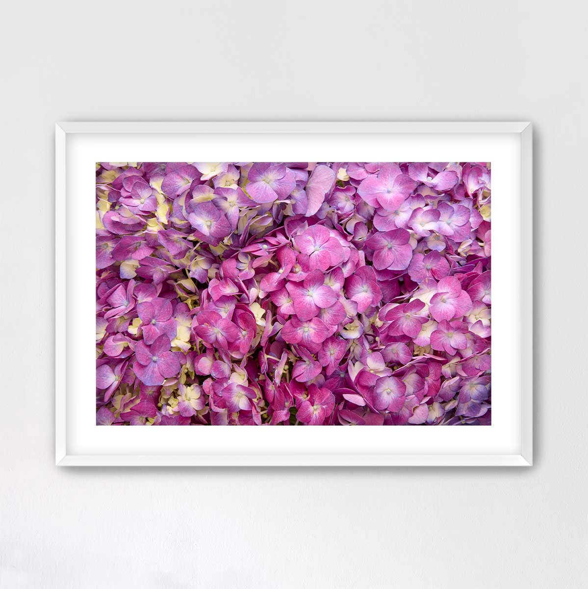 Purple Radiance - Horizontal