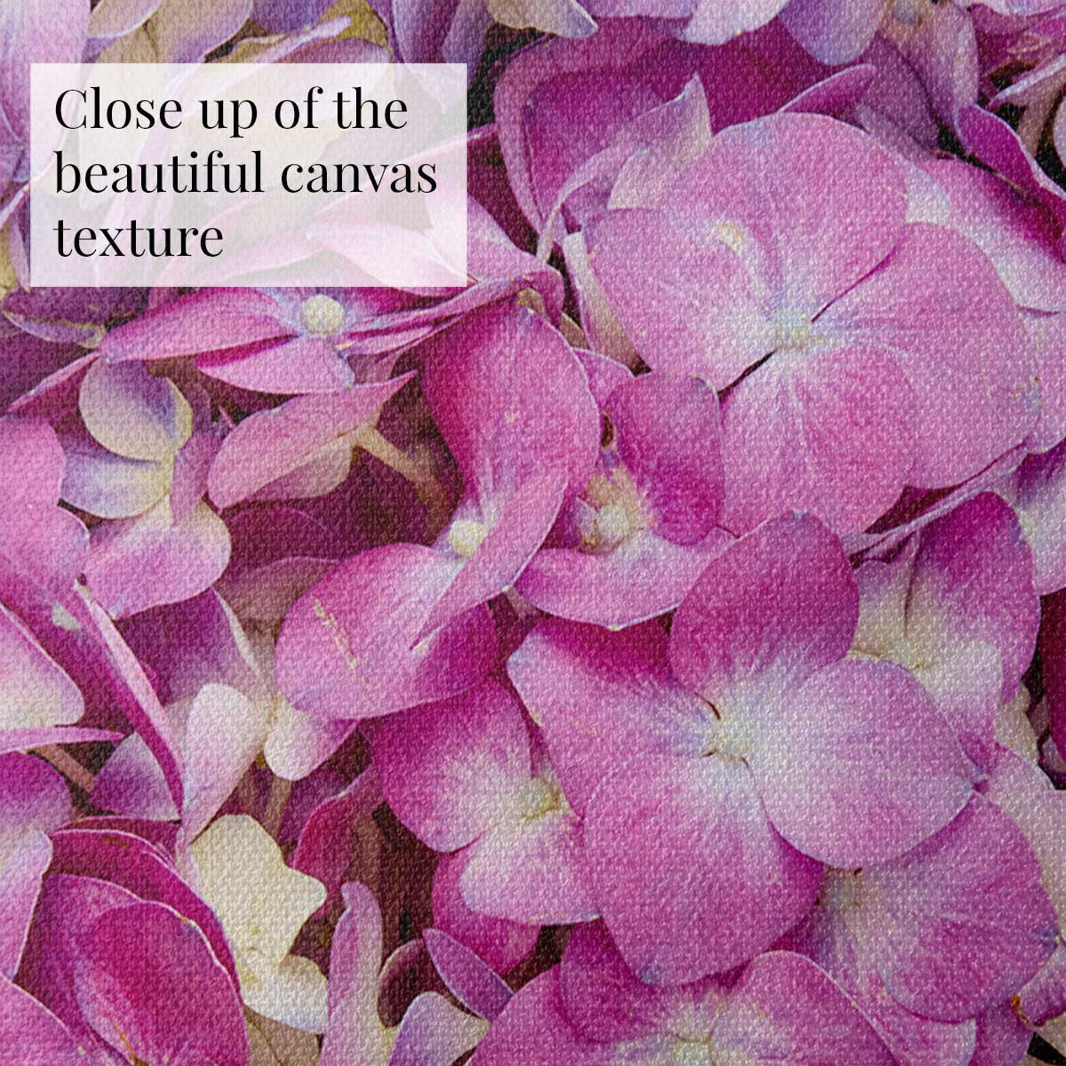 Purple Radiance - Horizontal