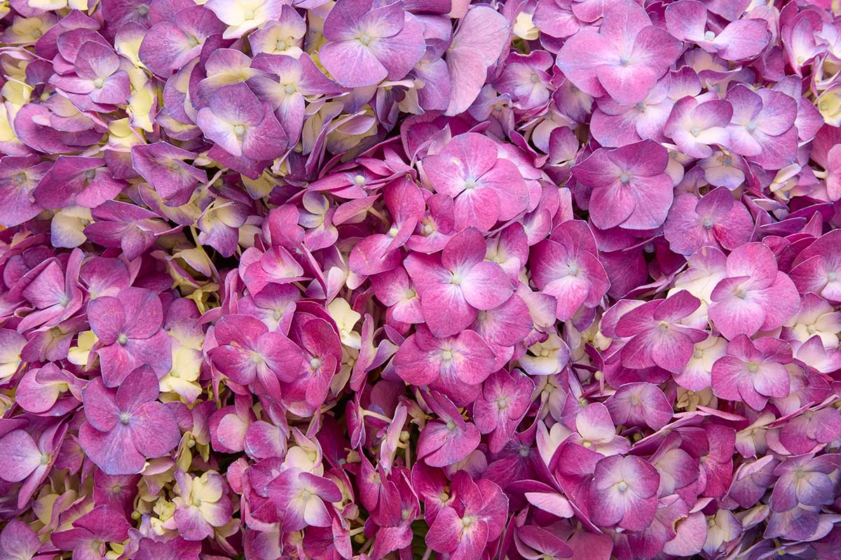 Purple Radiance - Horizontal