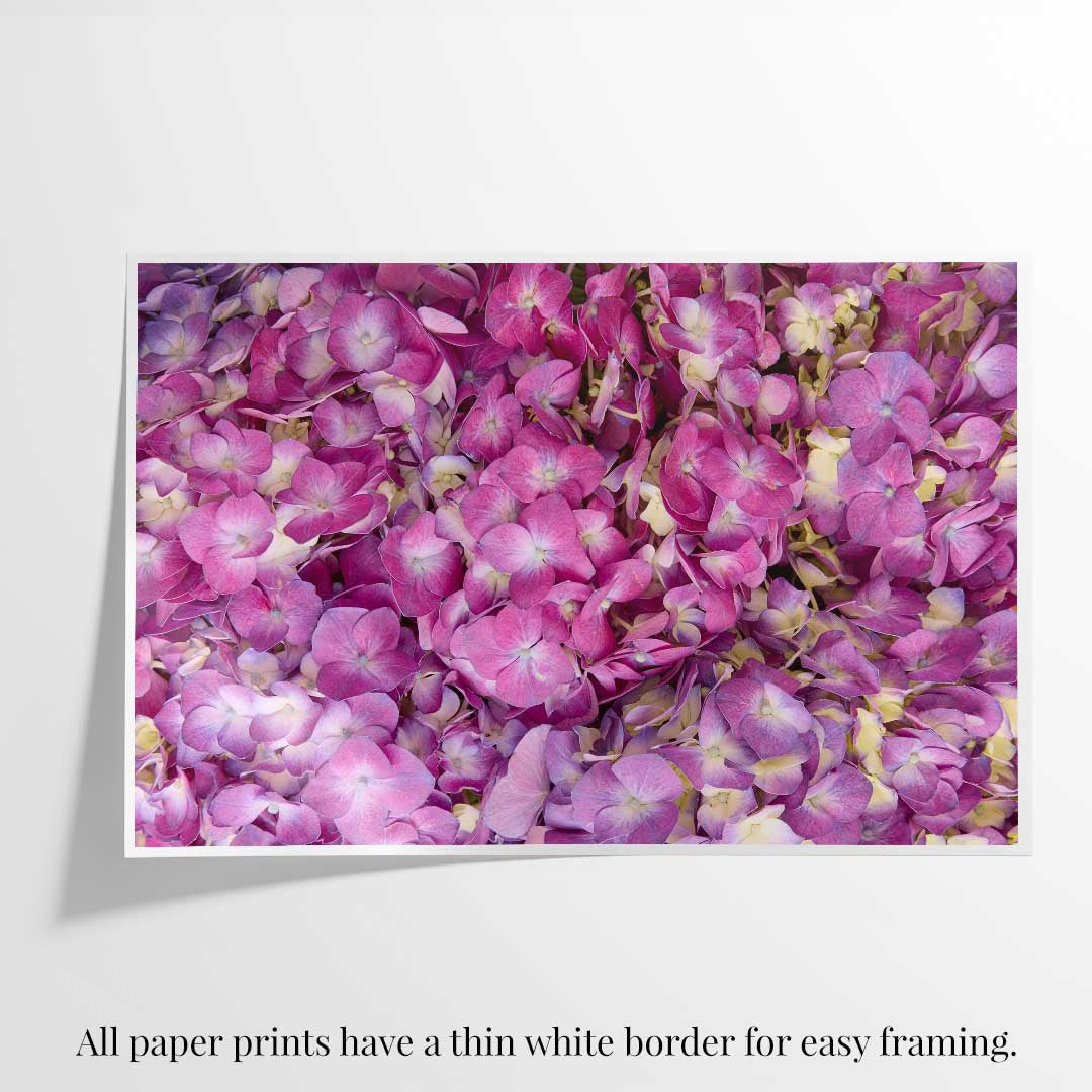 Purple Radiance - Horizontal