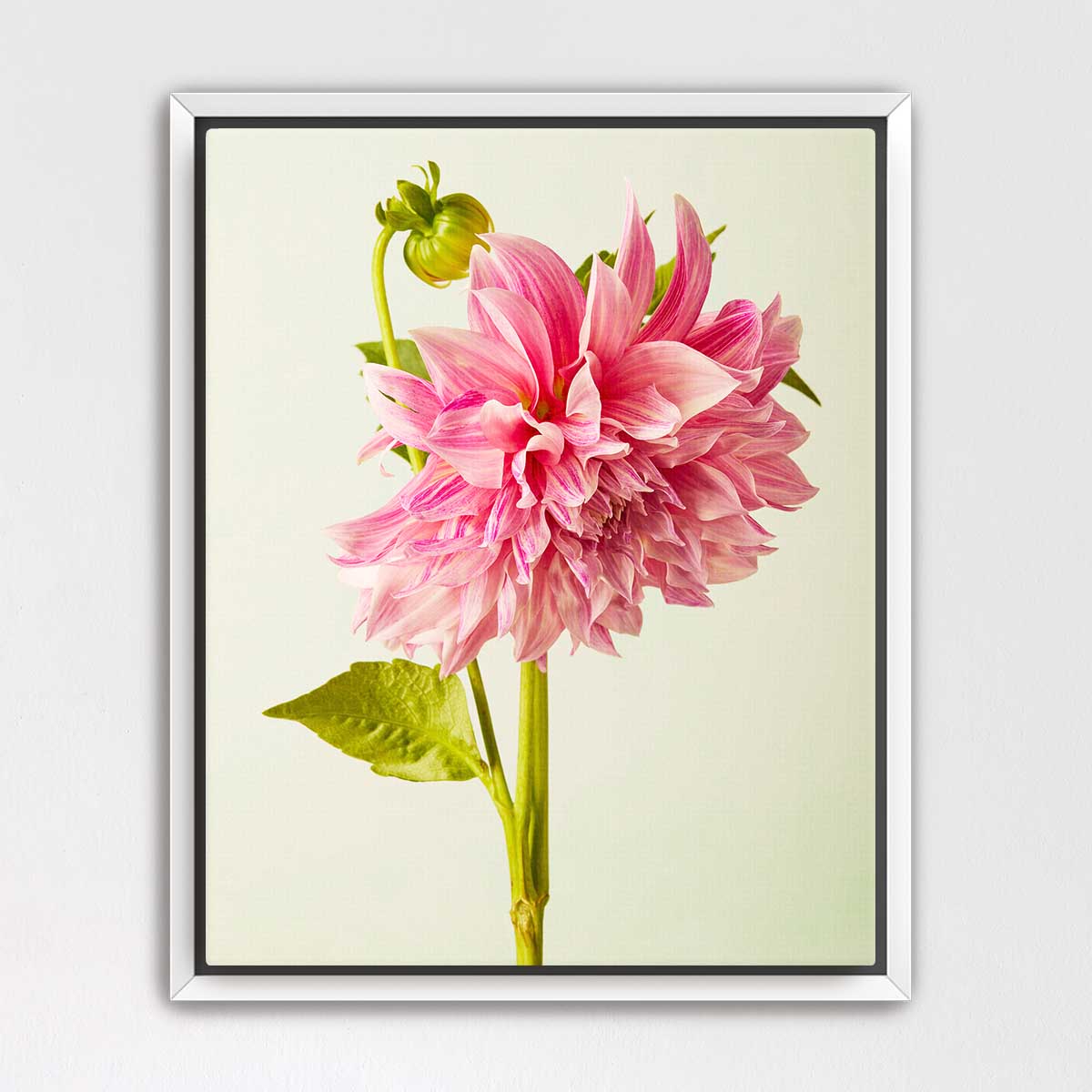 A framed photograph of a single, vibrant pink dahlia flower with a green stem and leaves.