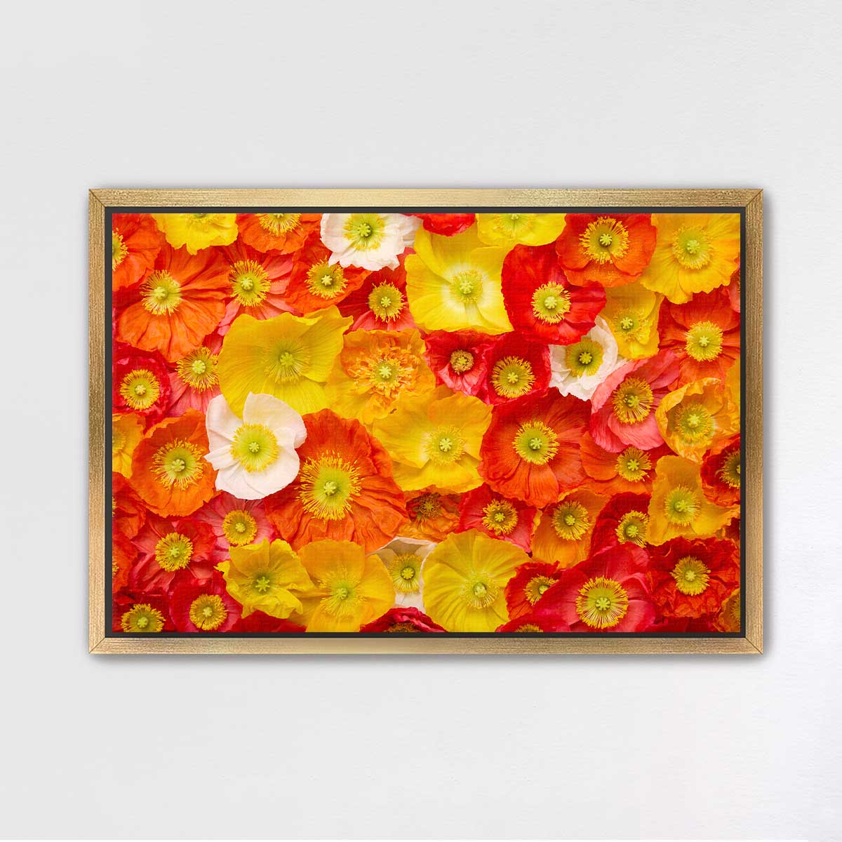 Glowing Fields Of Poppies - Horizontal