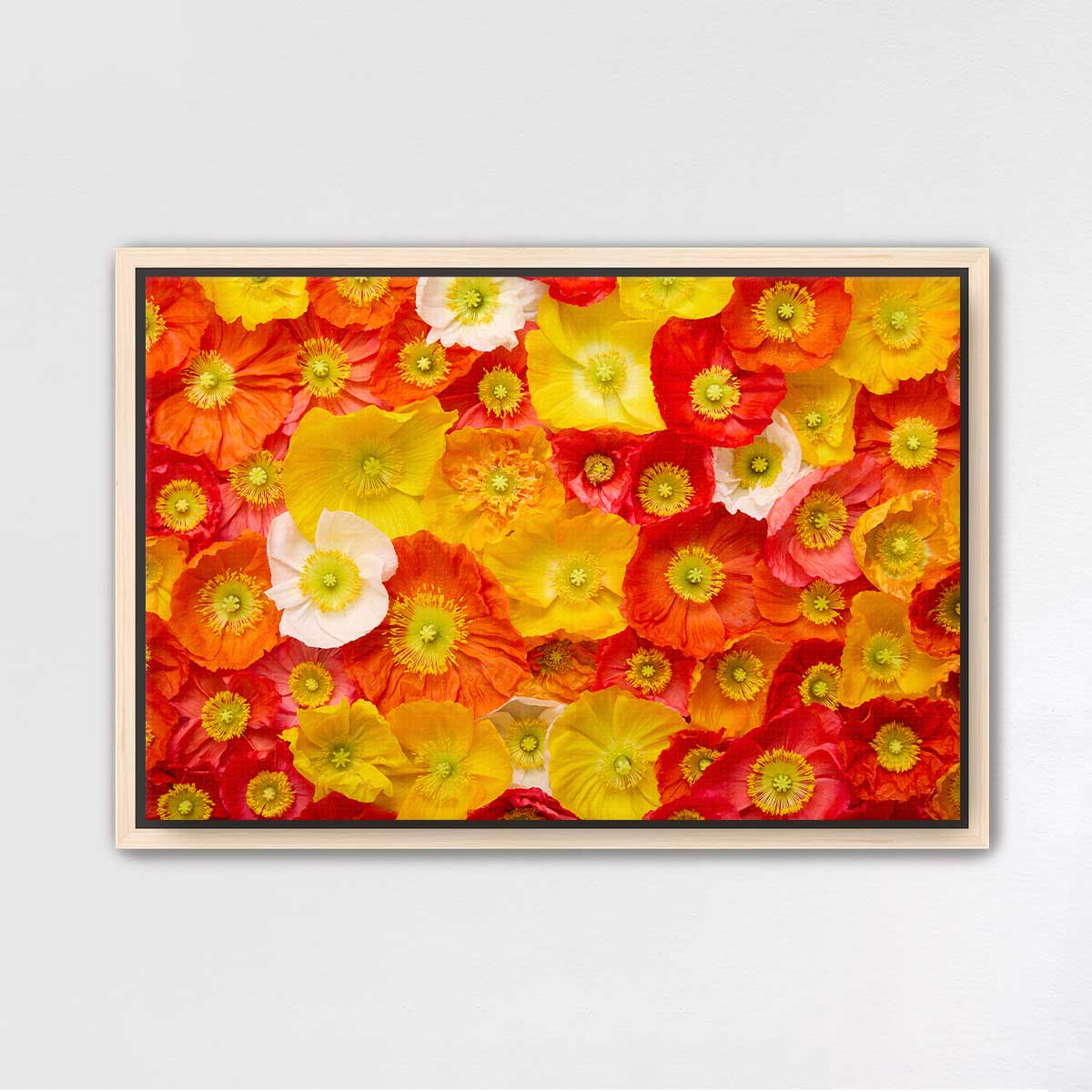 Glowing Fields Of Poppies - Horizontal
