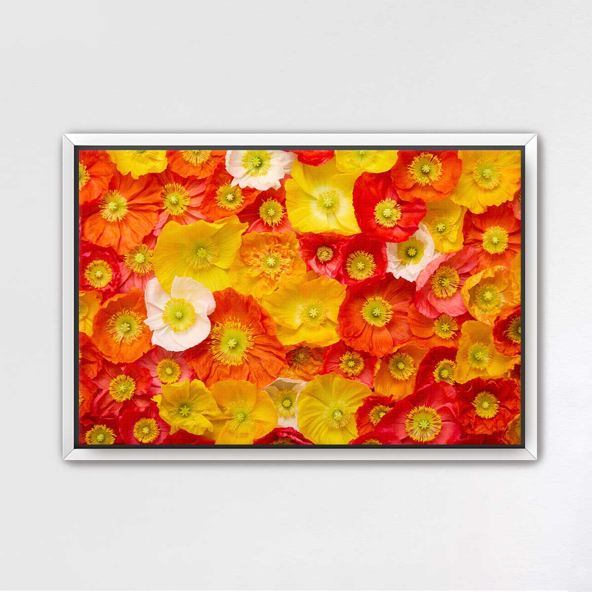 Glowing Fields Of Poppies - Horizontal